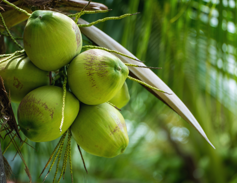 Fresh coconut water offers numerous health benefits for the body