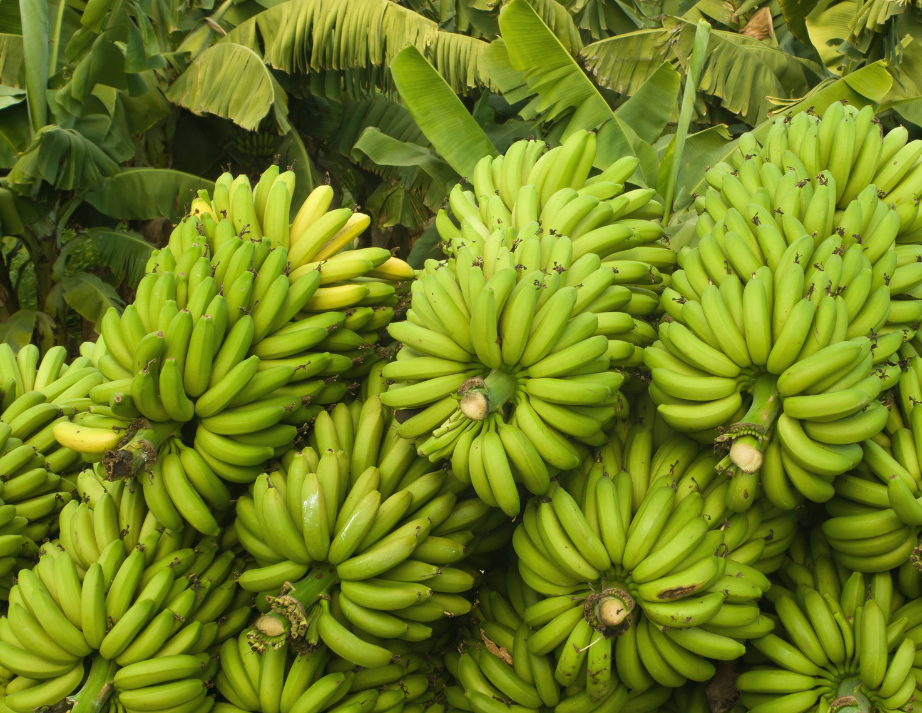 banana illustration